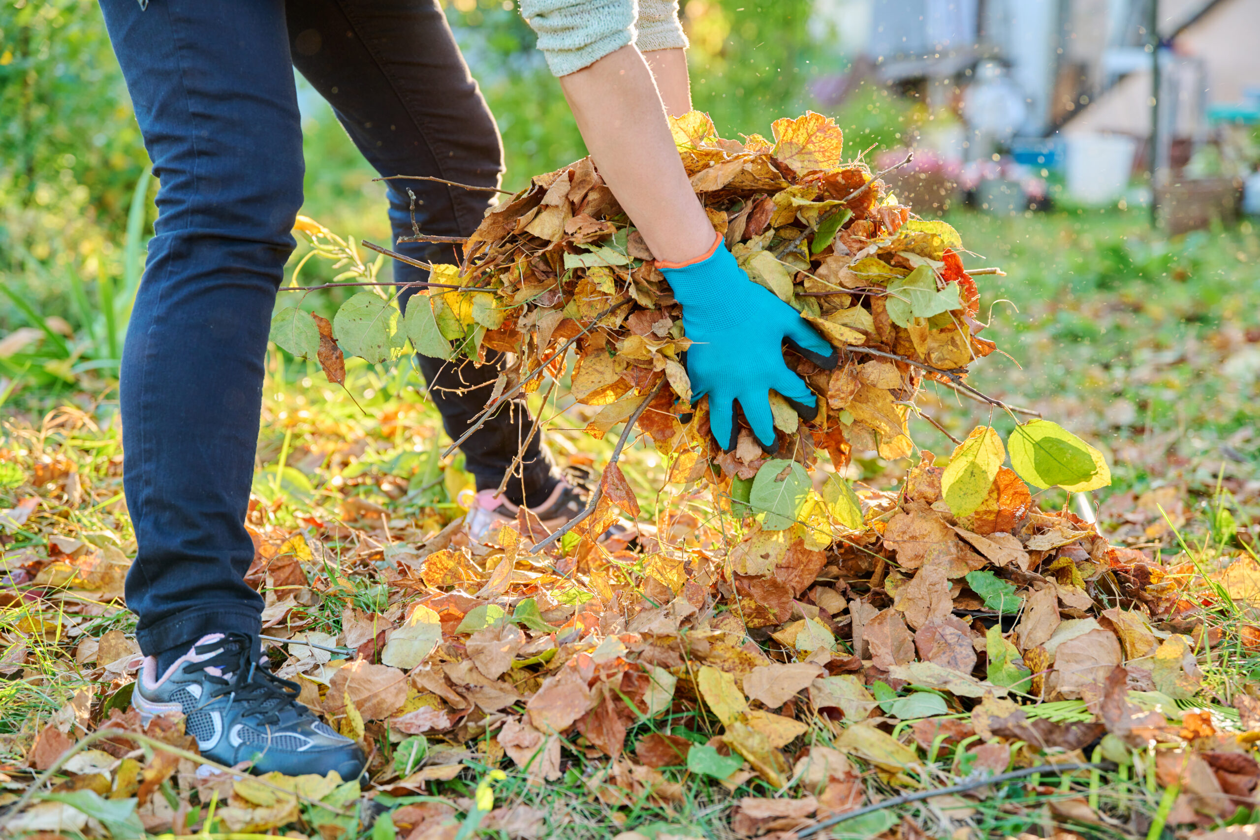 Close-up of woman's hand with bunch of leaves, in autumn garden. Autumn season, work in orchard backyard concept