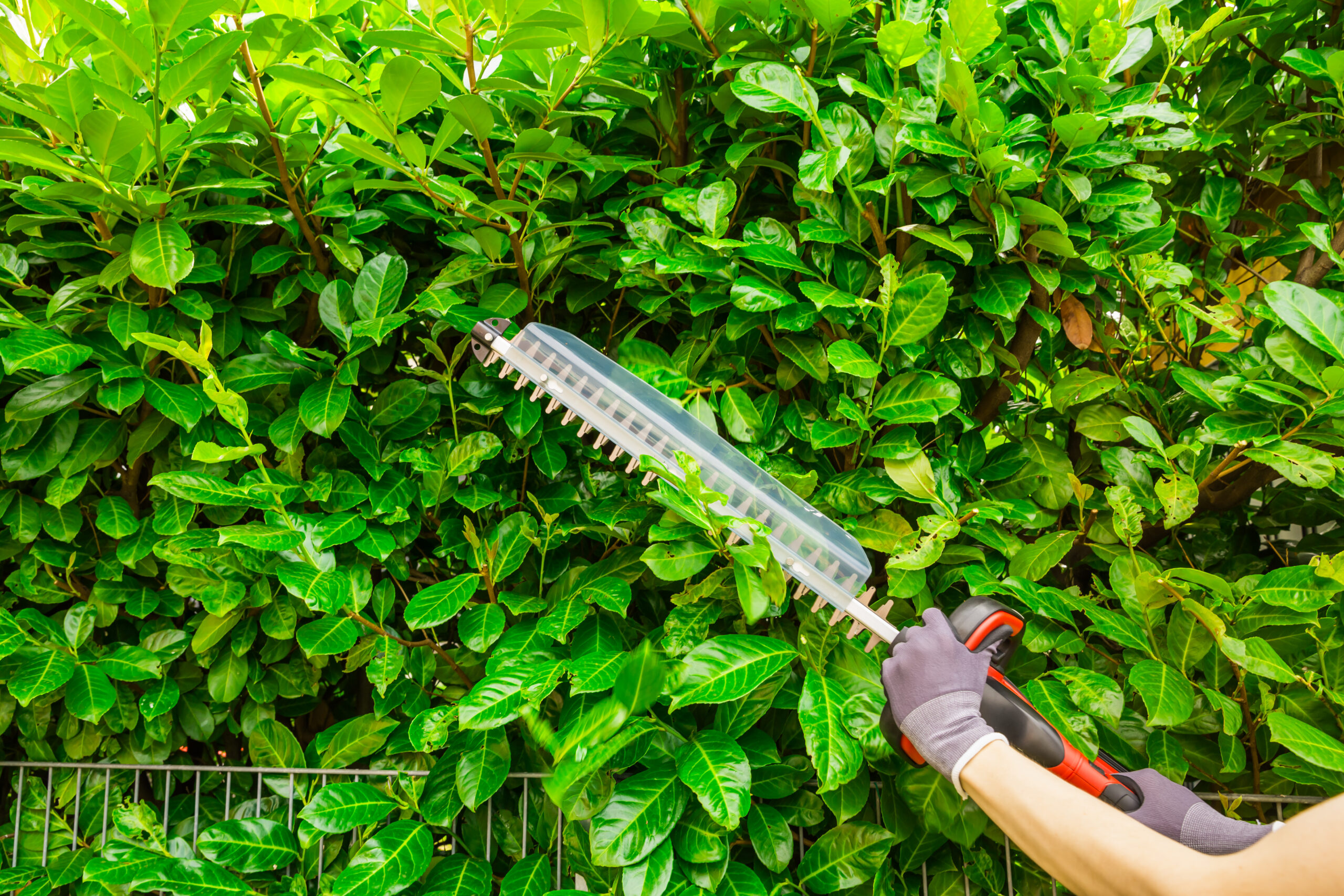 Garden worker using hedge trimmer to cut the bushes in backyard. Gardening, landscaping concept.